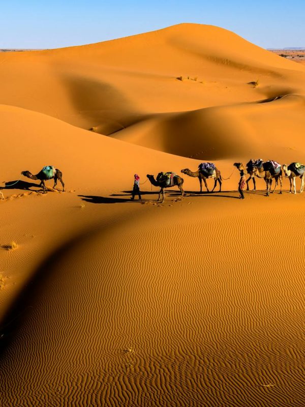 Camel caravan crossing dunes in Zagora, Morocco under a bright blue sky.