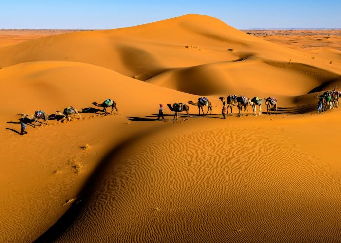 Camel caravan crossing dunes in Zagora, Morocco under a bright blue sky.