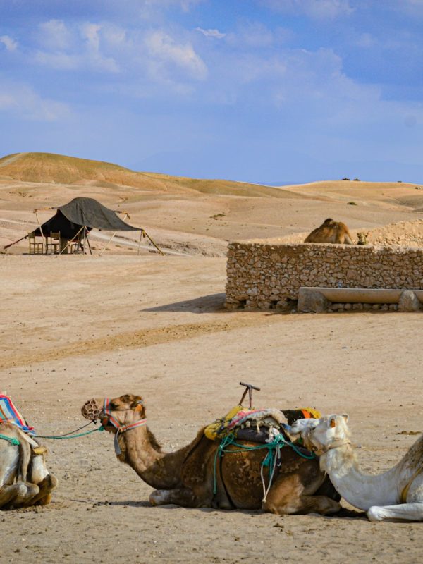 a couple of camels that are sitting in the dirt