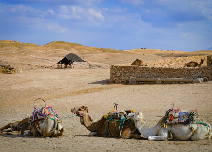 a couple of camels that are sitting in the dirt